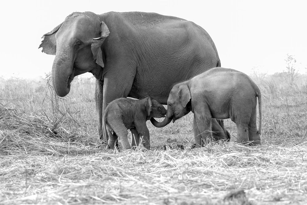 Photograph by RATNAJIT CHOUDHURY