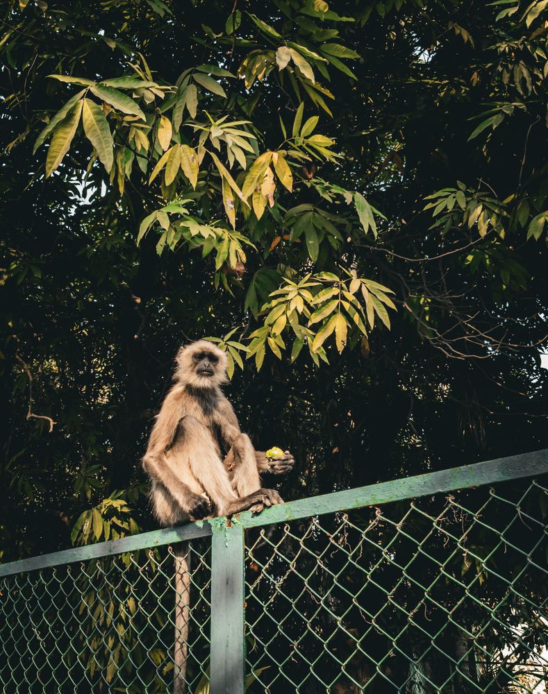 Photograph by Pritam Majumder