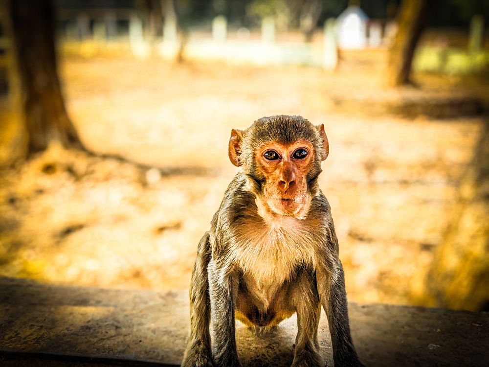 Photograph by Pritam Majumder