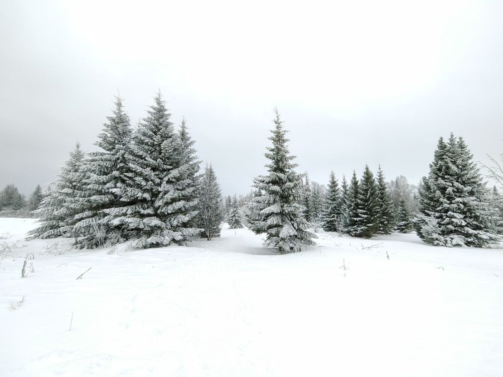 Photograph by Чкареули Светлана