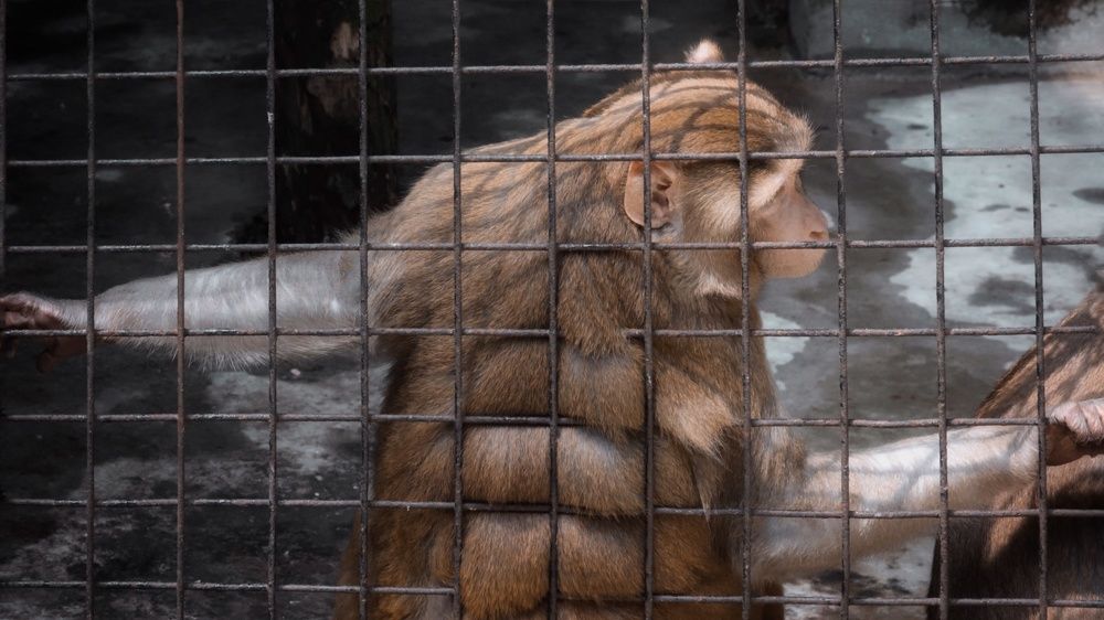 Фотография автора Subham Durgey