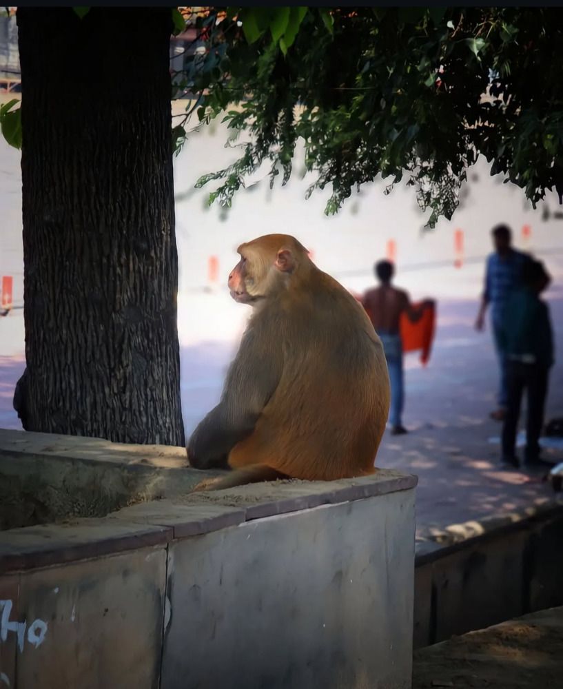 Фотография автора Subham Durgey