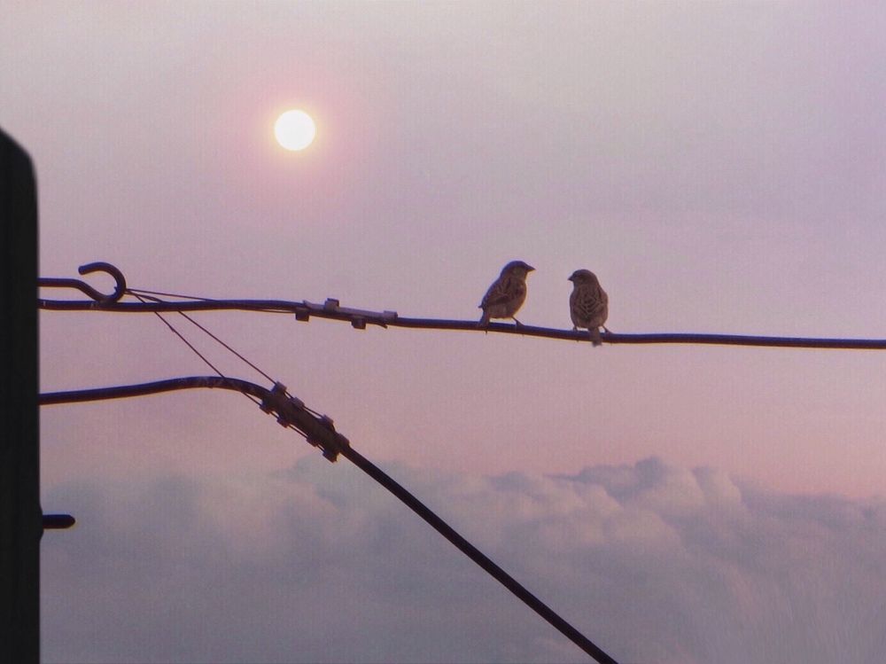 Фотография автора Ali Shahbazi