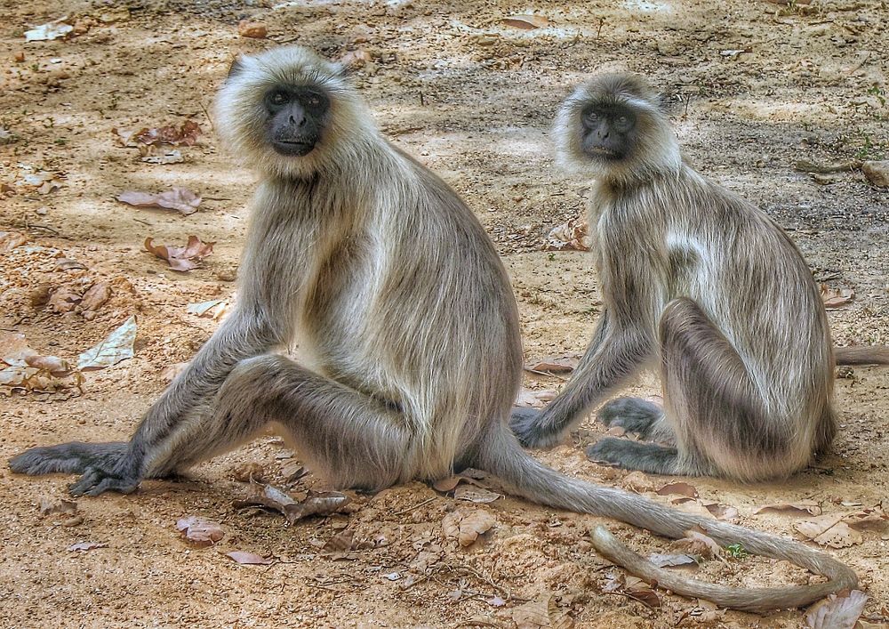 Фотография автора Gaurav Khosla