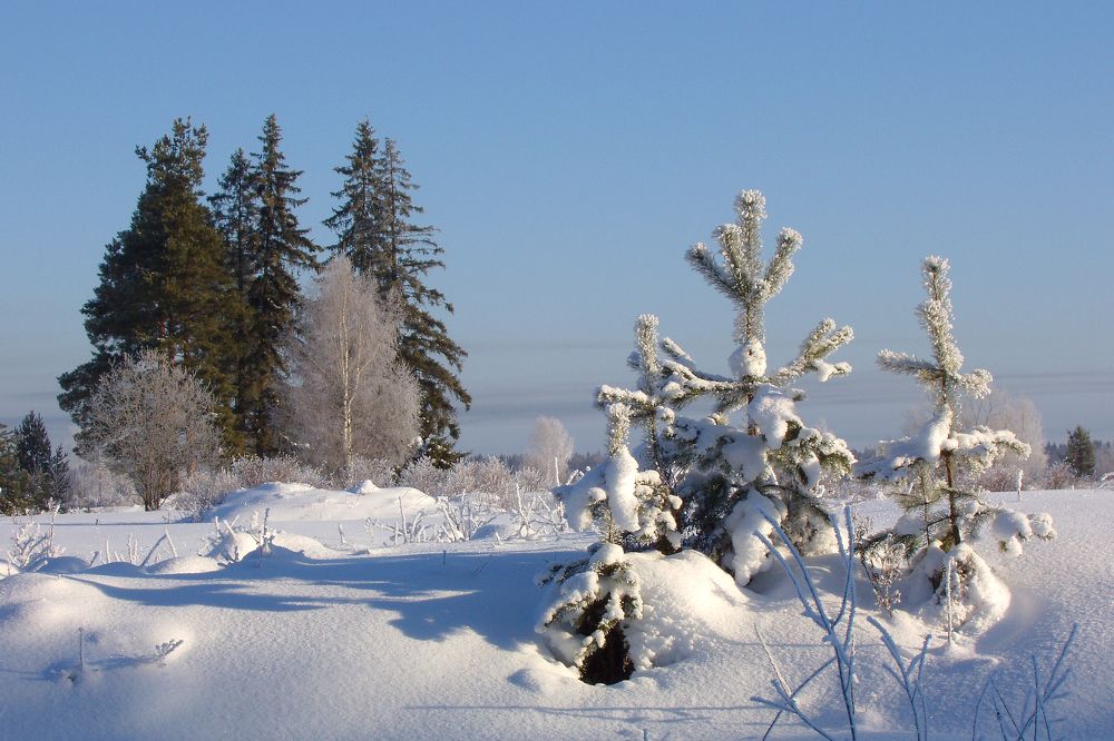 Новогодняя