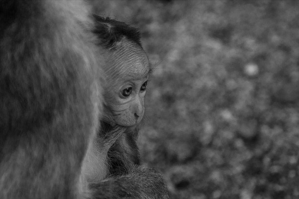 Photograph by Shehan Dondeenu