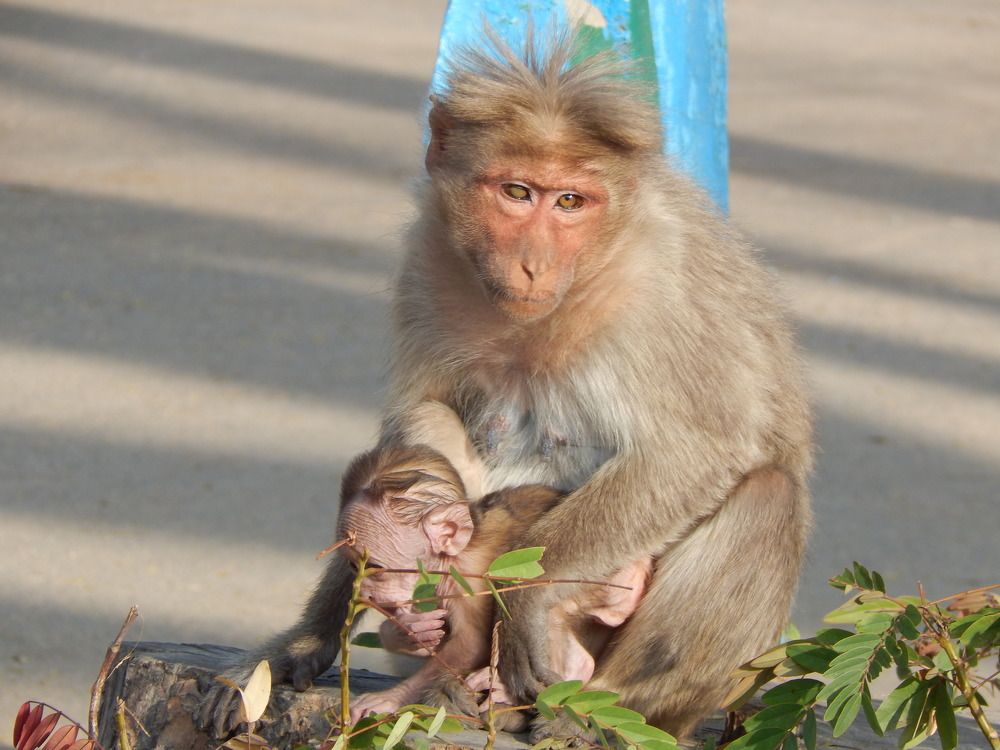 Photograph by Pradyumna K P