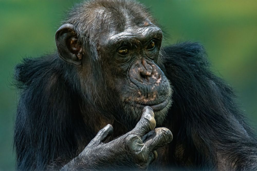 Photograph by Shehan Dondeenu