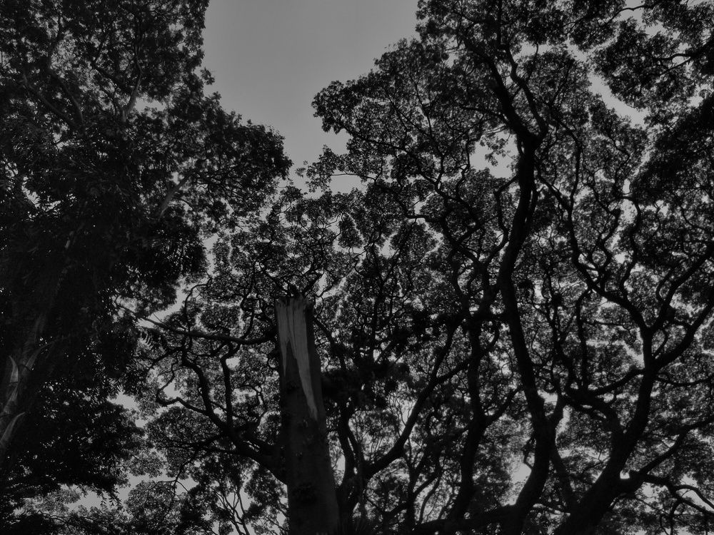 Photo #11705962