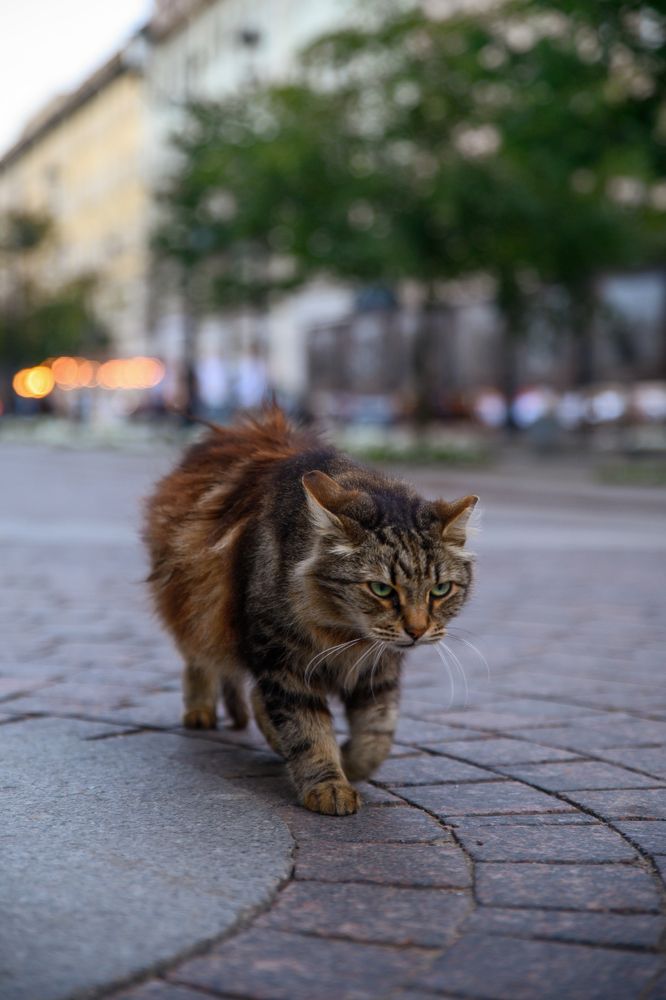 Фотография автора Дмитрий Челозерцев