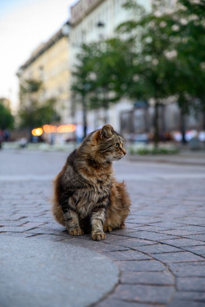 Фотография автора Дмитрий Челозерцев