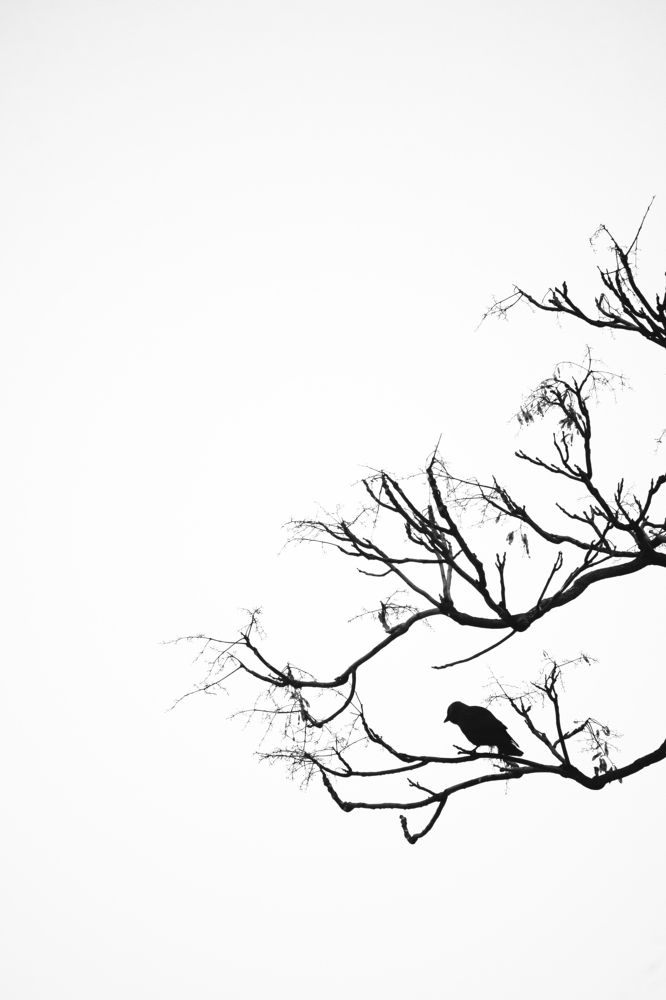 Фотография автора Katalin Udvardi-Pockmecz