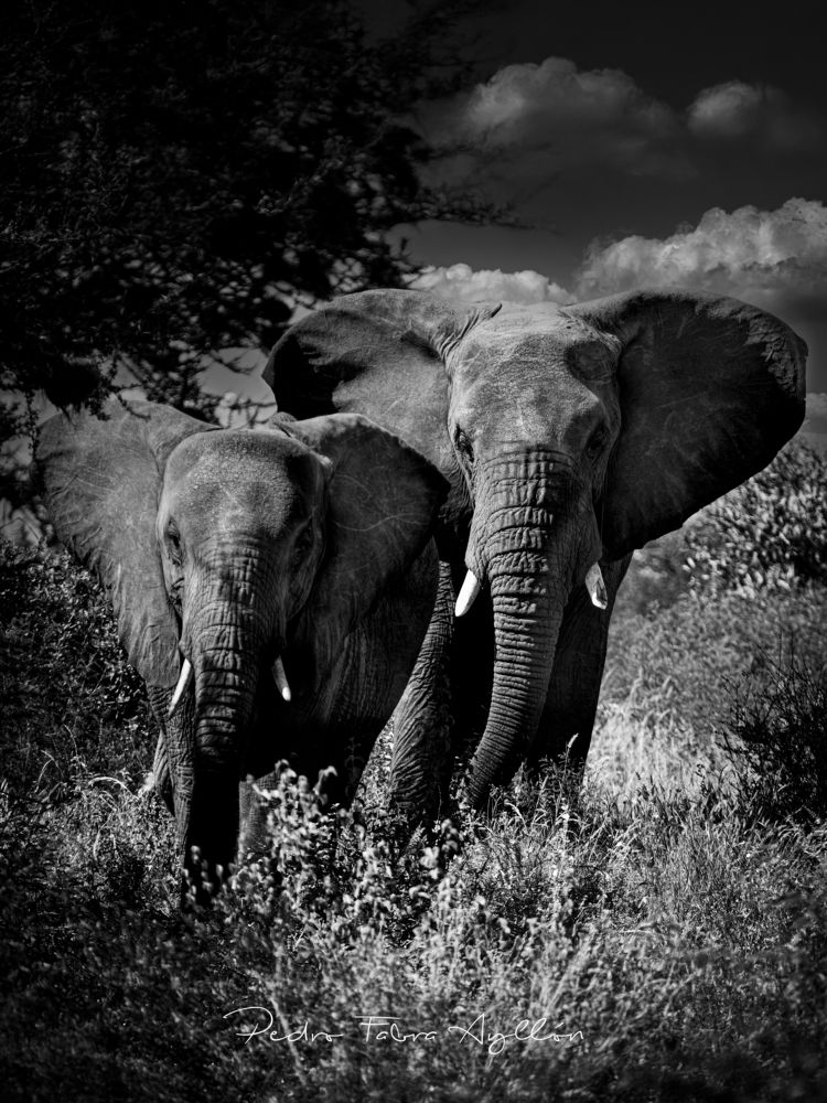 Photograph by Pedro Fabra Ayllon