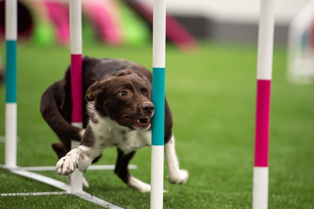 Photograph by Tamás Horváth