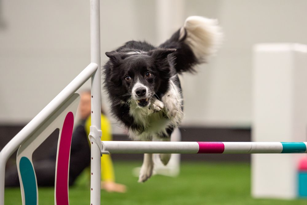 Photograph by Tamás Horváth