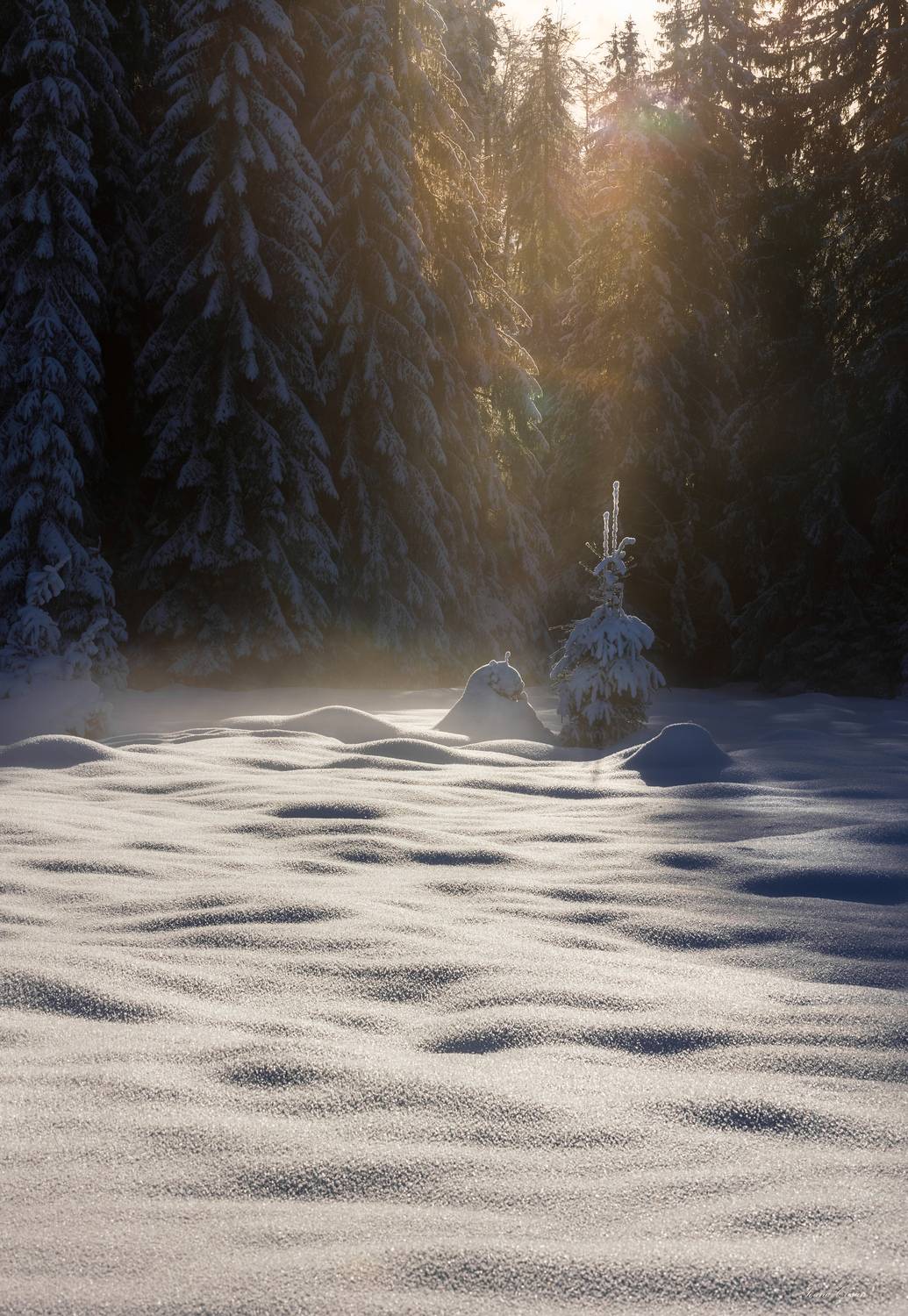 Фотография #11706372