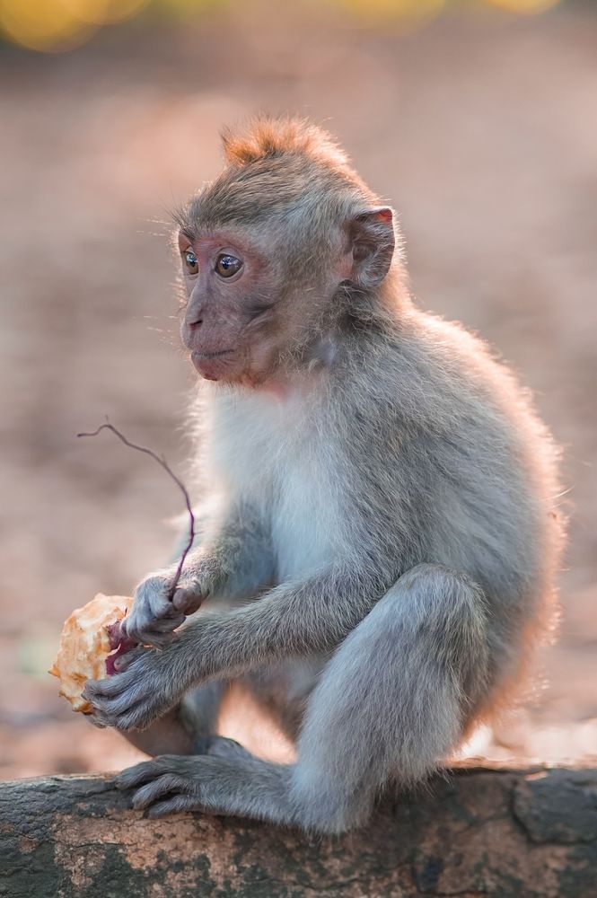 Photograph by Amir MIMART