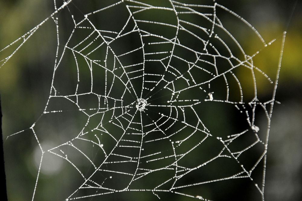 Photograph by Dimon Grinih