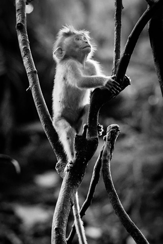 Photograph by Amir MIMART