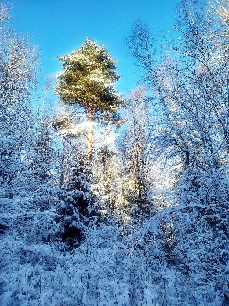 Photograph by Любовь Сухова