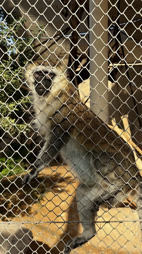 Фотография автора Sarrah Yehia