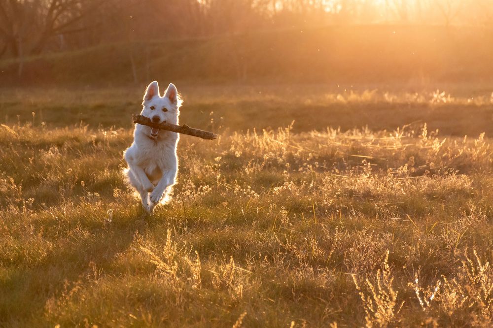 Photograph by Anton Leonchikov