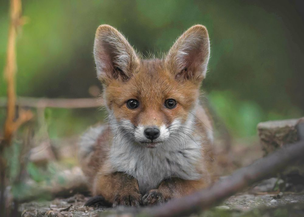 Фотография автора Sebastian Popa