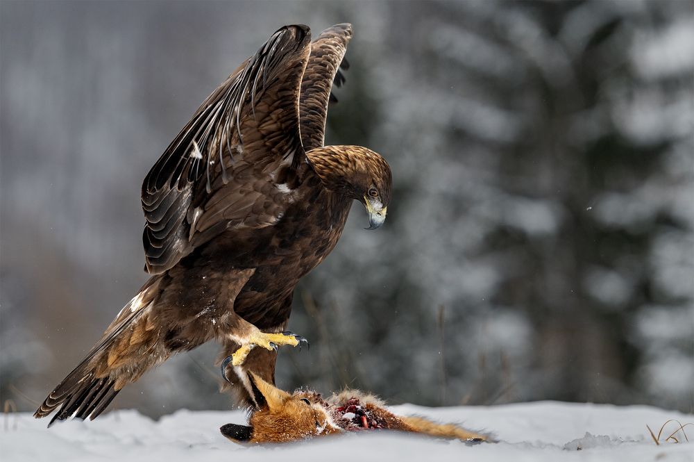 Photograph by Tomaš Smutný