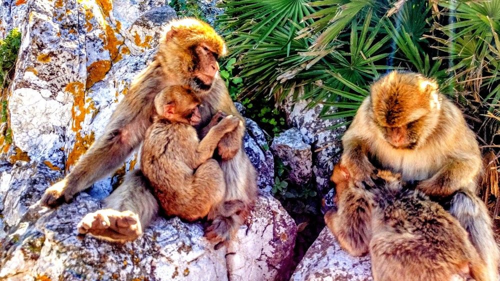 Фотография автора Ian Heard