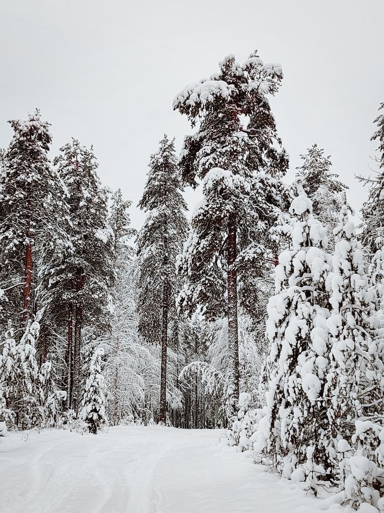 Photograph by Алёна Вороная