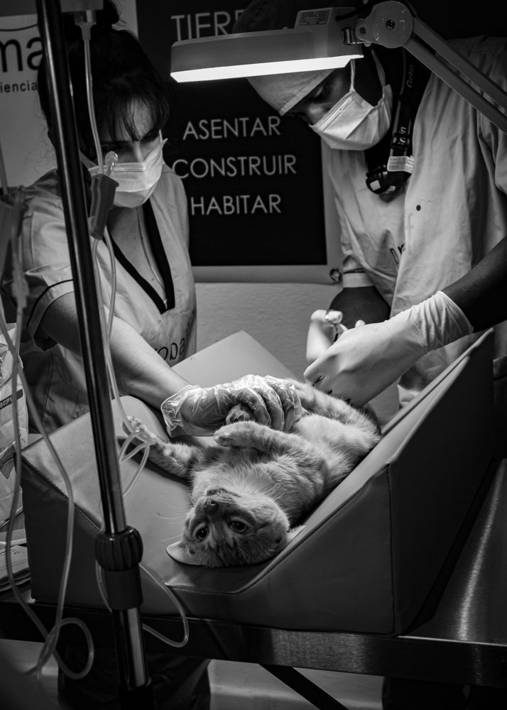 Sin título de la serie Black Dog.