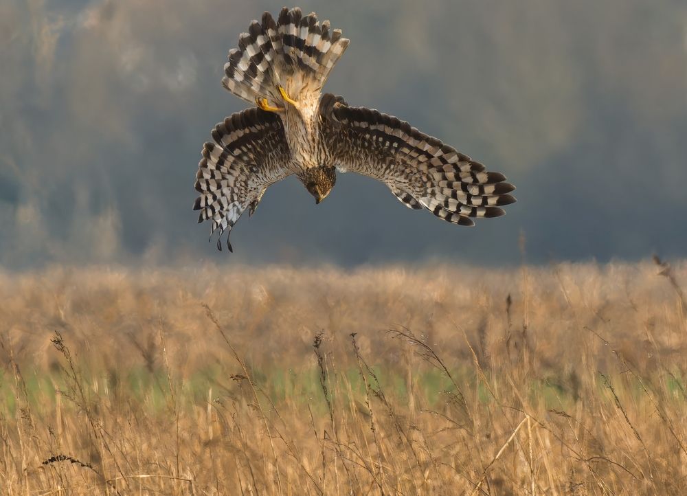 Photograph by wendy vanhoudt