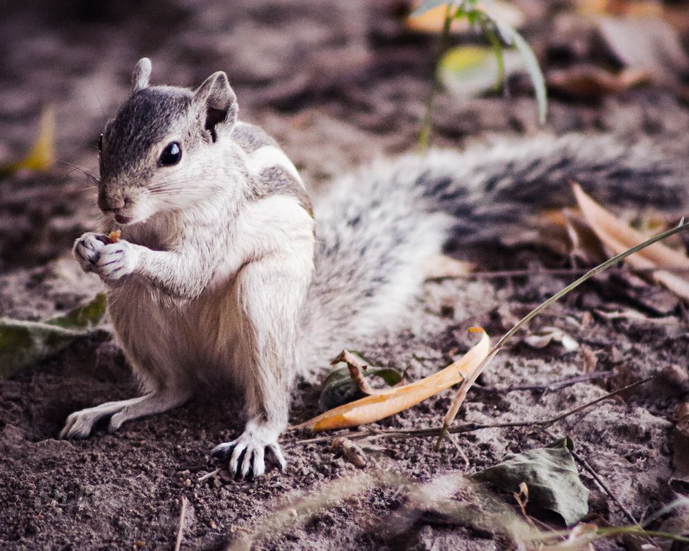 squirrel in the forest
