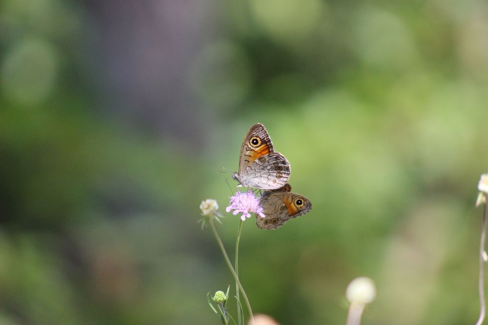 Photograph by MariaVittoria Amoruso