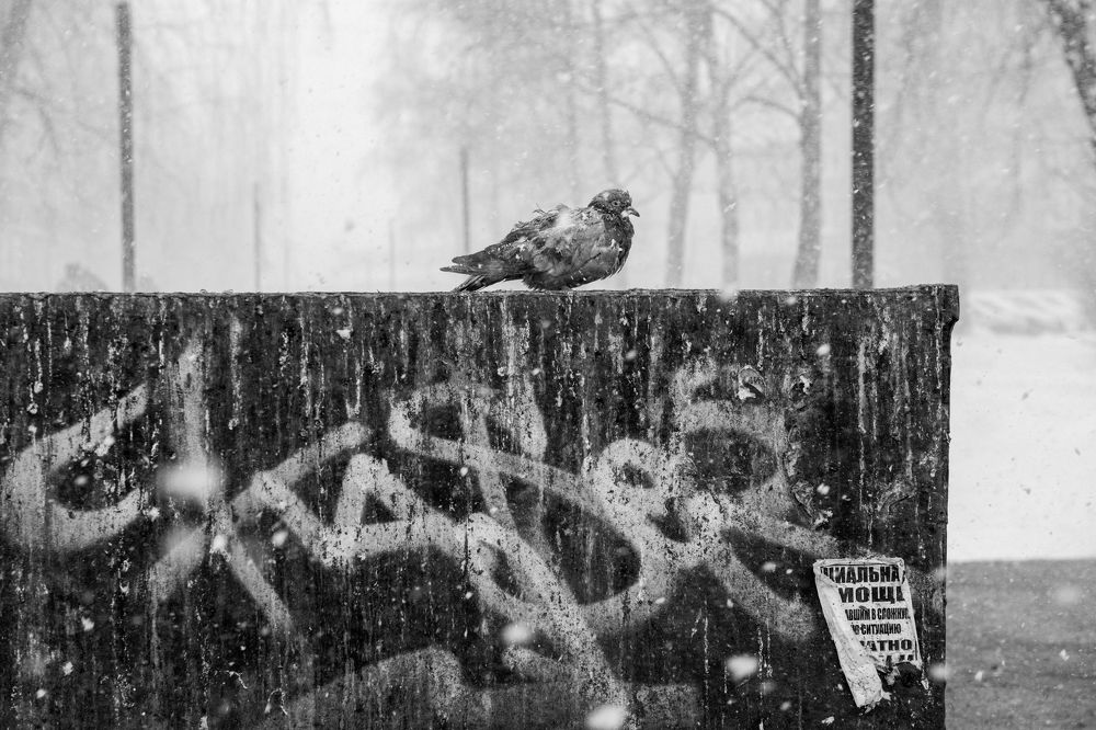 Photograph by Сергей Шерстнев