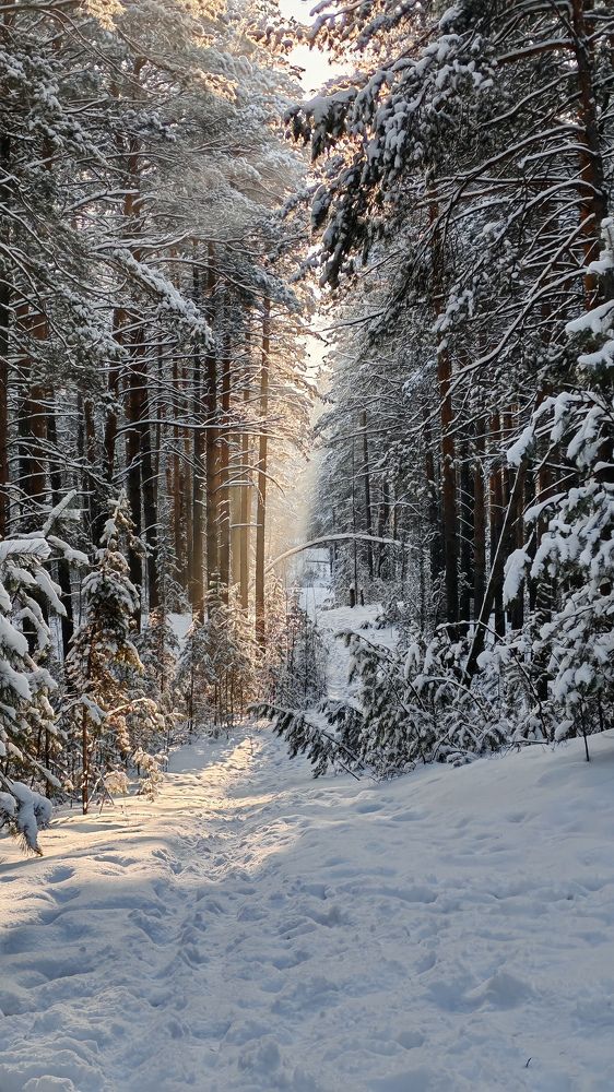Фотография автора Эльвира Чернова