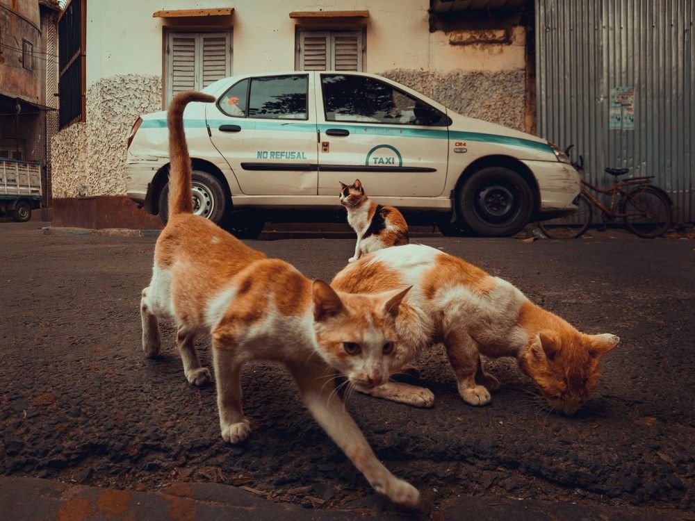 Street Vigilantes