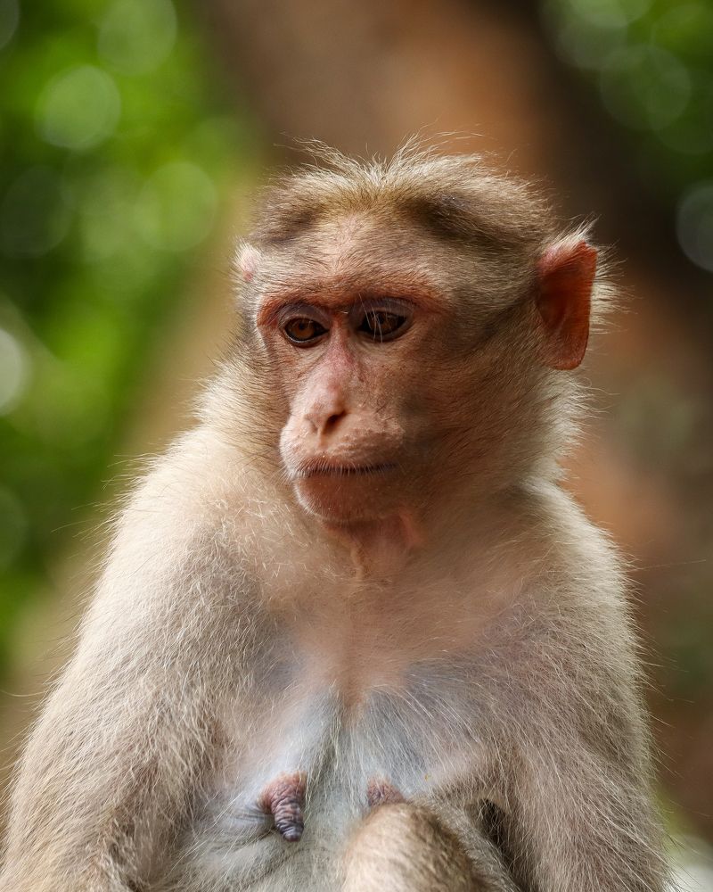 Monkey Portrait