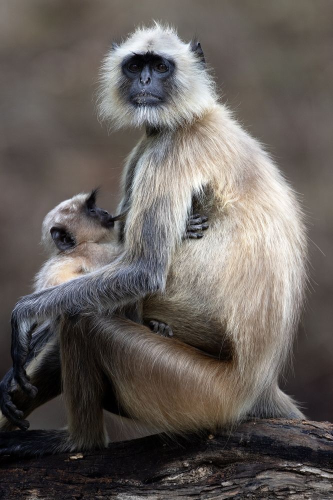 Photograph by nitin jain