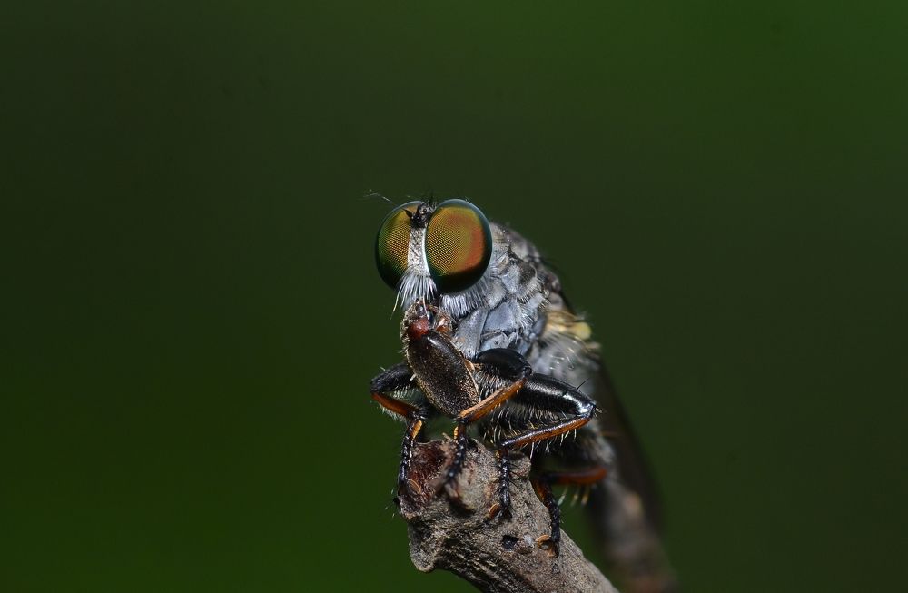 Photograph by Kasun Wickramasinghe