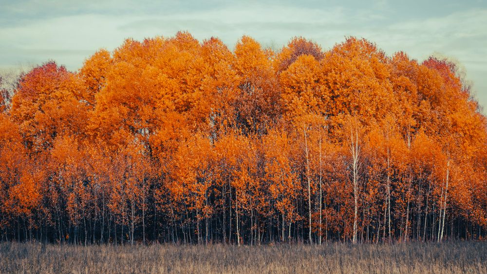 Photograph by Дмитрий Васильев