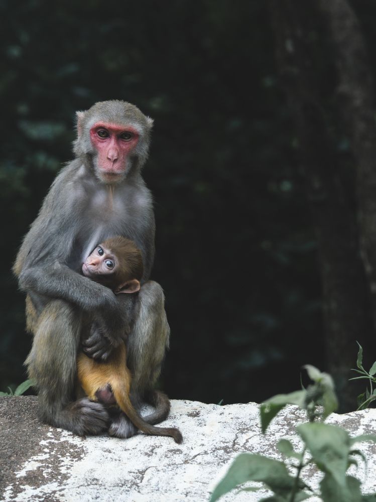 Monkey