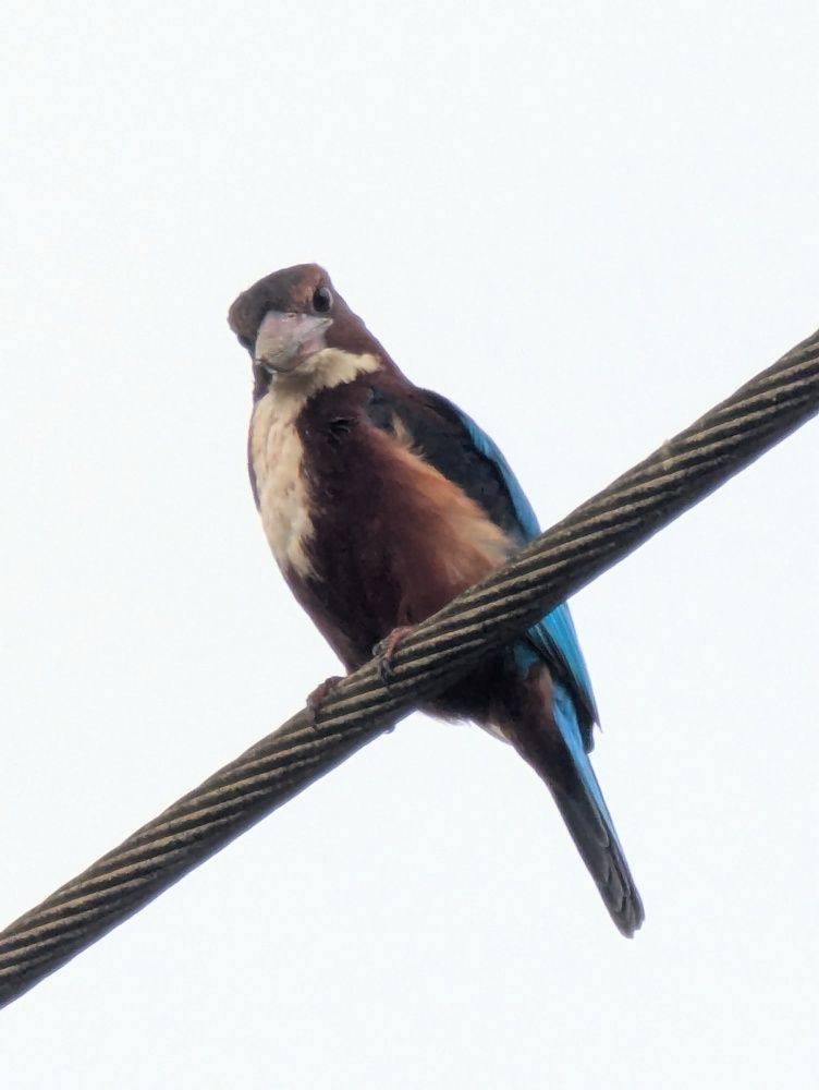 Photograph by Dimuth De Zoysa