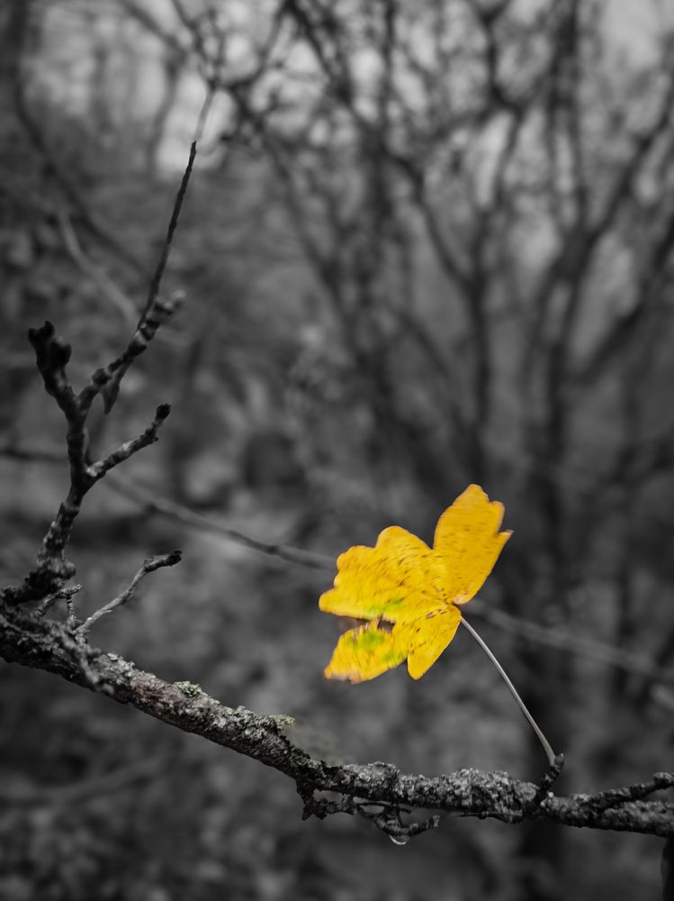 Photograph by Igor M.