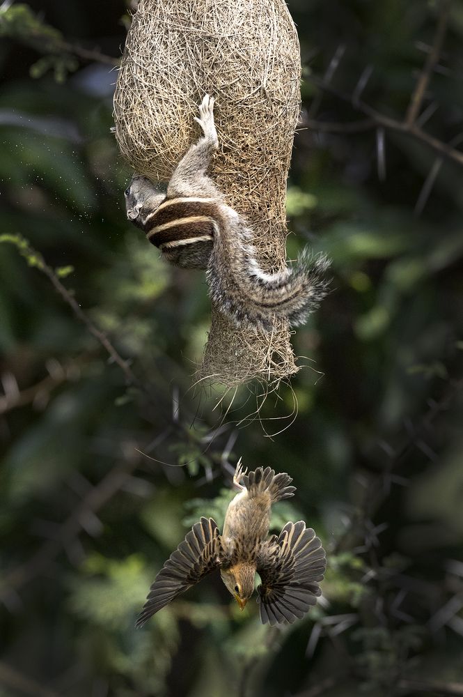 Фотография автора nitin jain