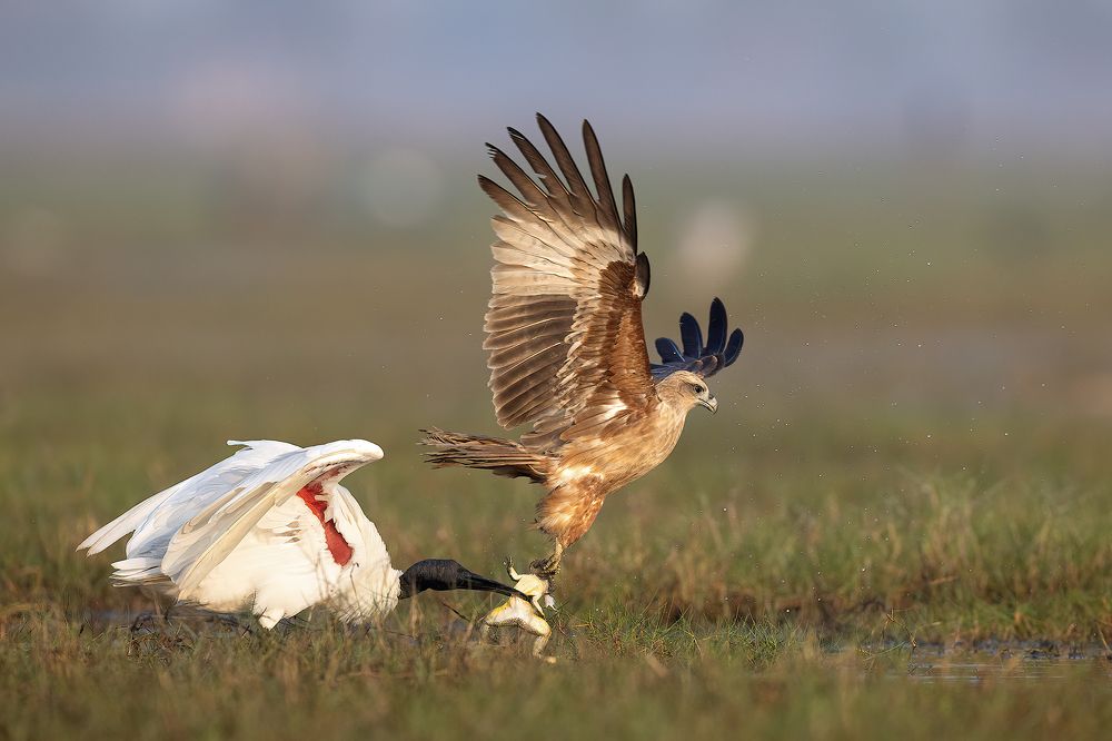 Photograph by nitin jain