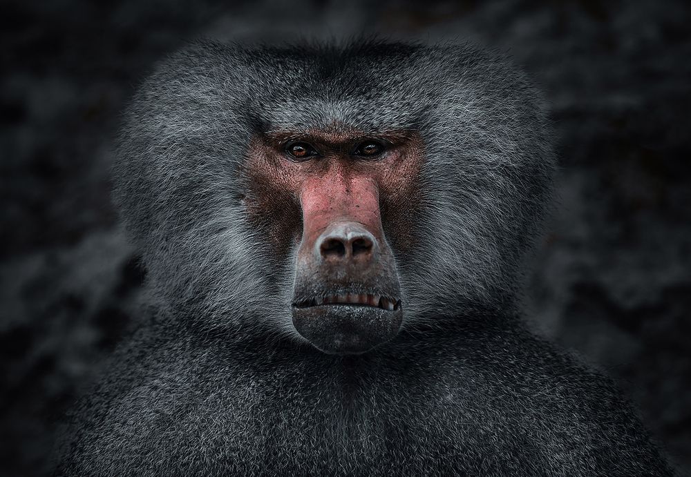 Photograph by  Shady