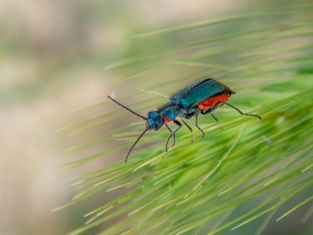 Photograph by Photons Reflectitur