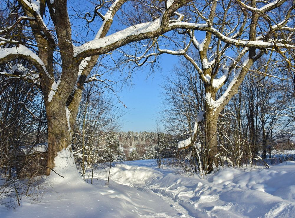 Меж зимних лип.
