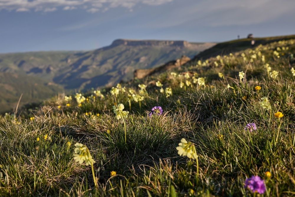 Фотография автора Тамара Степчева